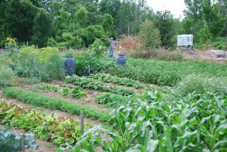 The Great Sunflower Farm Food Experiment Image